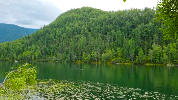 Schwäne Auf Dem Smaragdsee Ein Ausflug Zum Baikalsee — Stockvideo