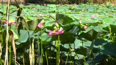 Krasnodar Gölü 'ndeki nilüfer ağaçları..