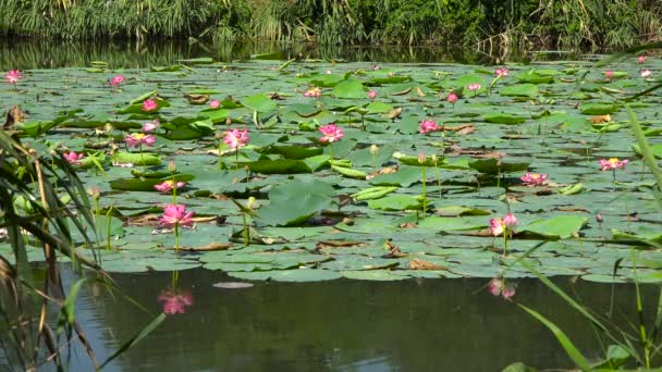 Des Bosquets Lotus Sur Lac Ville Krasnodar — Video