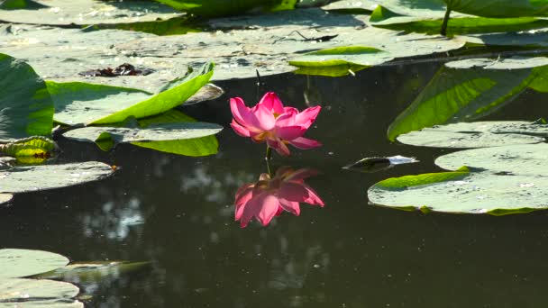 Spessore Loto Sul Lago Della Città Krasnodar — Video Stock