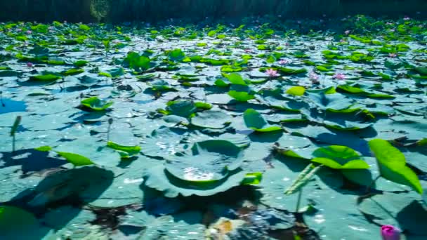 クラスノダールの街の湖の上の蓮の茂み — ストック動画