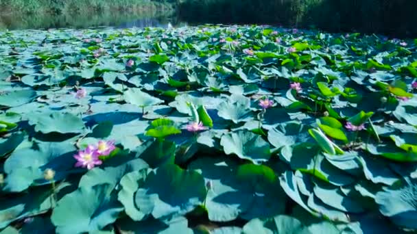 Κοχύλια Λωτούς Στη Λίμνη Της Πόλης Krasnodar — Αρχείο Βίντεο