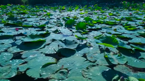 Gestrüpp Von Lotusblüten See Der Stadt Krasnodar — Stockvideo