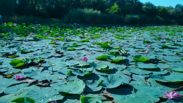 Moitas Lótus Lago Cidade Krasnodar — Vídeo de Stock