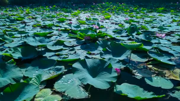 Gestrüpp Von Lotusblüten See Der Stadt Krasnodar — Stockvideo