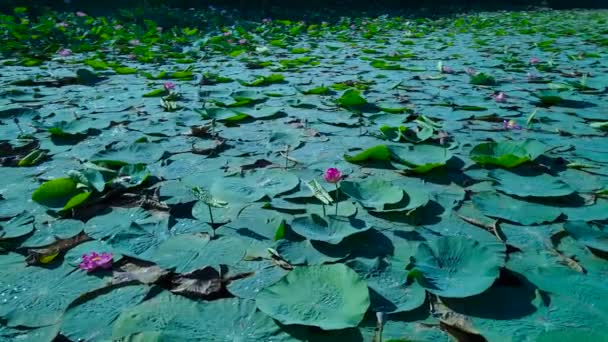 Κοχύλια Λωτούς Στη Λίμνη Της Πόλης Krasnodar — Αρχείο Βίντεο
