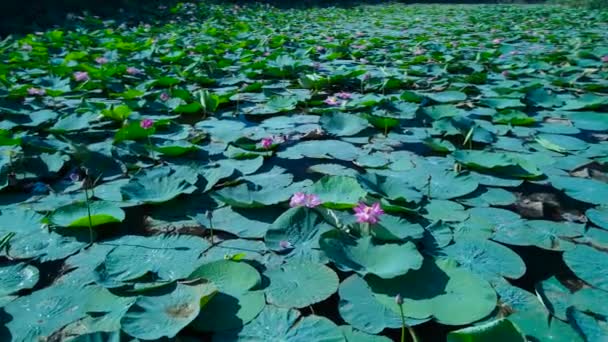 크라스노다르 호수에 복권들 — 비디오