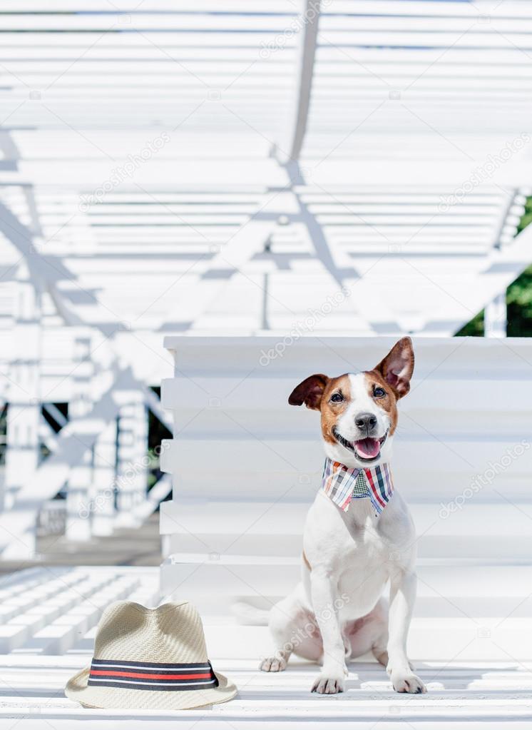 Jack Russell Terrier with hat