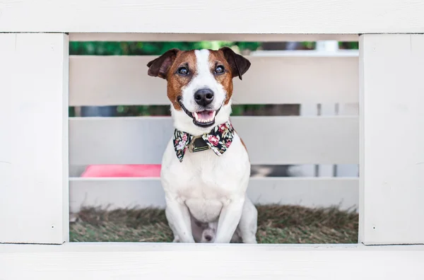 O terrier de Jack Russell — Fotografia de Stock