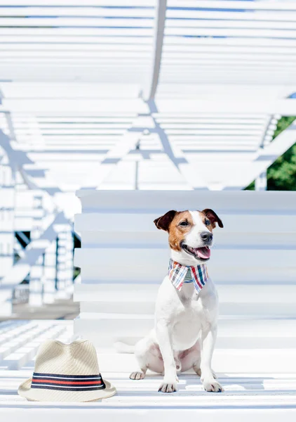 Jack Russell Terrier com chapéu — Fotografia de Stock