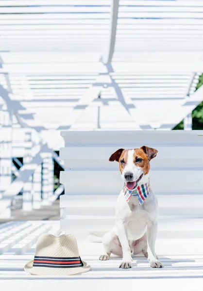 Jack Russell Terrier com chapéu — Fotografia de Stock