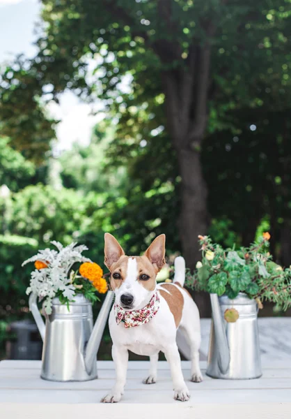 O terrier de Jack Russell — Fotografia de Stock