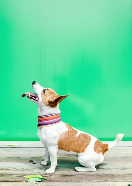 Terrierul Jack Russell — Fotografie, imagine de stoc