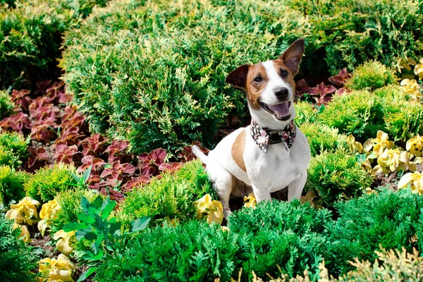 Il terrier di Jack Russell — Foto Stock