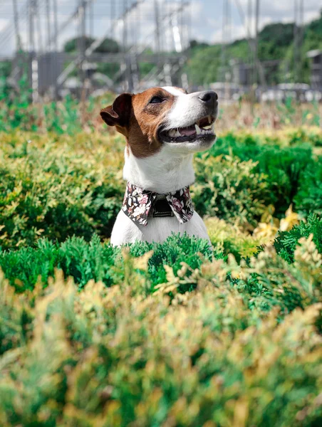 O terrier de Jack Russell — Fotografia de Stock