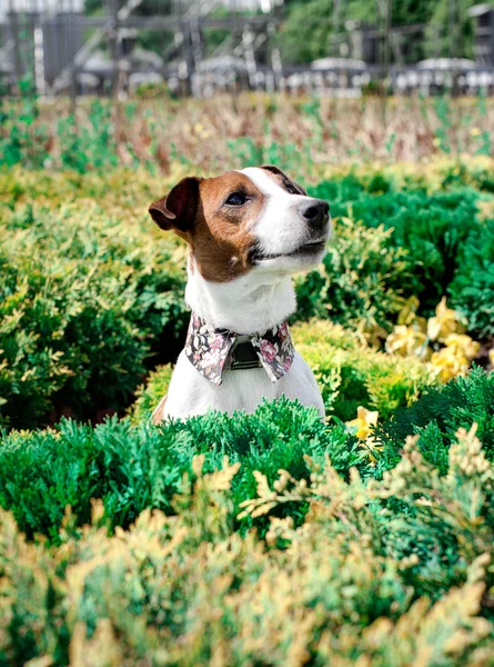 O terrier de Jack Russell — Fotografia de Stock