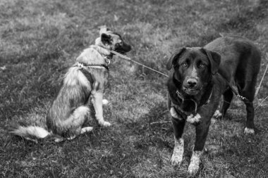 Barınak köpek portre