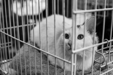 Sığınak kedi portre