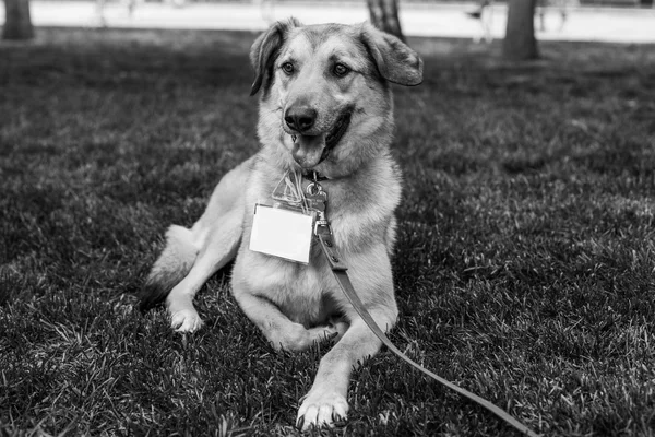 Retrato de cão de abrigo — Fotografia de Stock