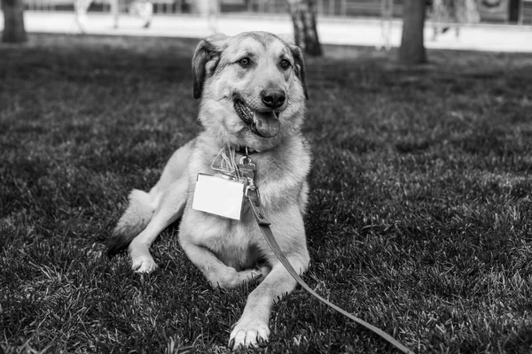 Skydd hund porträtt — Stockfoto