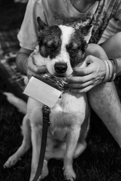 Shelter dog portrait — Stock Photo, Image