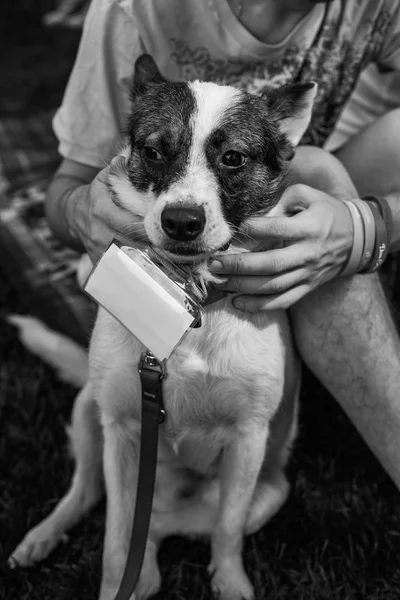 Skydd hund porträtt — Stockfoto