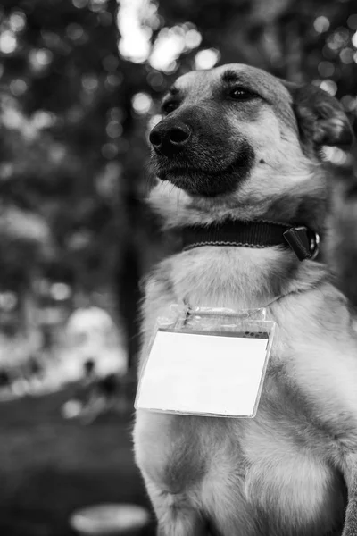 Shelter dog portrait — Stock Photo, Image