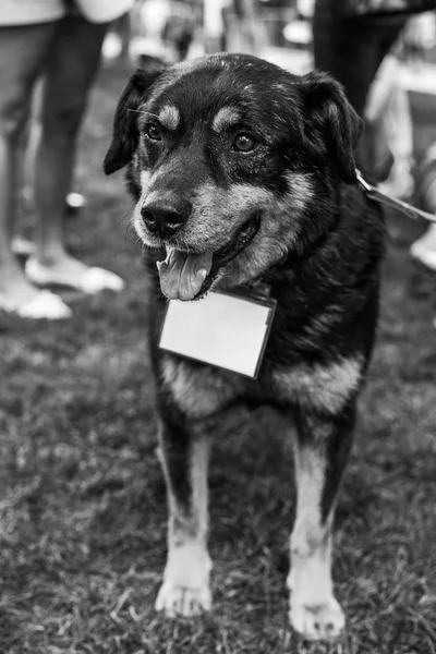 Retrato de cão de abrigo — Fotografia de Stock