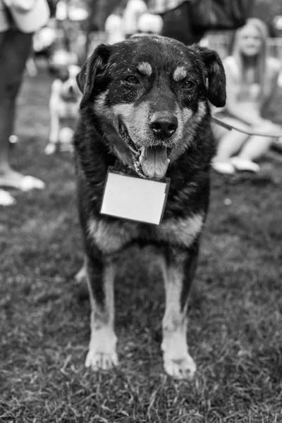 Skydd hund porträtt — Stockfoto