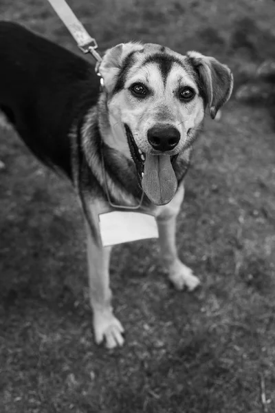 Retrato de cão de abrigo — Fotografia de Stock