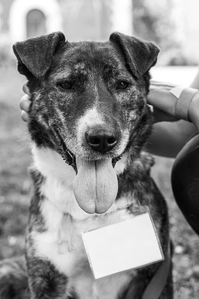 Retrato de cão de abrigo — Fotografia de Stock
