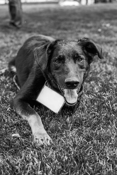 Портрет собаки-приюта — стоковое фото