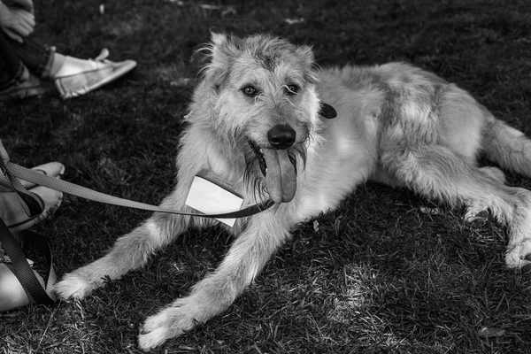 Retrato de cão de abrigo — Fotografia de Stock