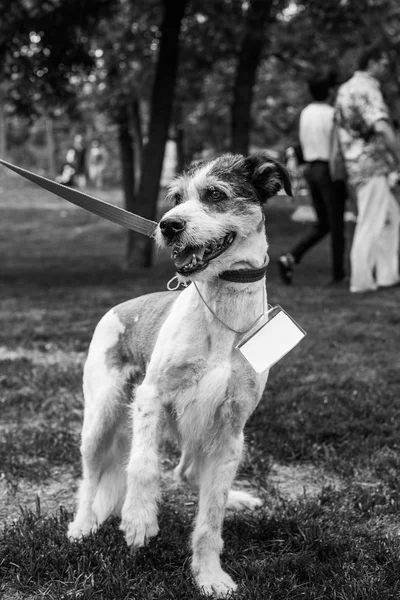 Retrato de cão de abrigo — Fotografia de Stock