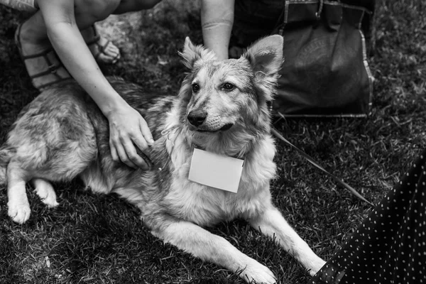 Retrato de cão de abrigo — Fotografia de Stock
