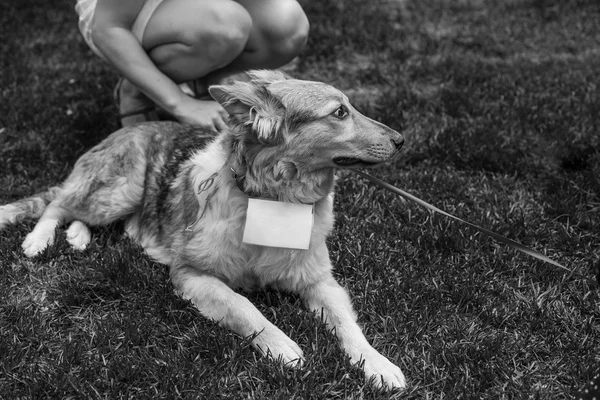 Skydd hund porträtt — Stockfoto