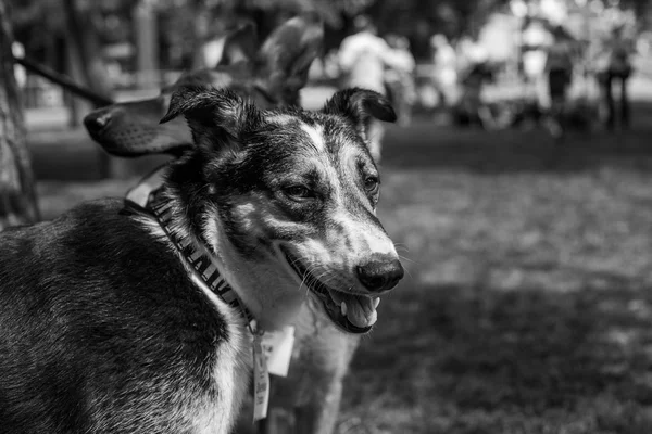 Retrato de cão de abrigo — Fotografia de Stock