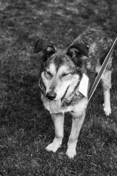 Shelter dog portrait — Stock Photo, Image