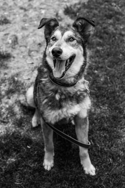Портрет собаки-приюта — стоковое фото