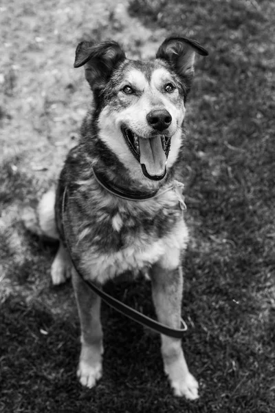 Retrato de cão de abrigo — Fotografia de Stock