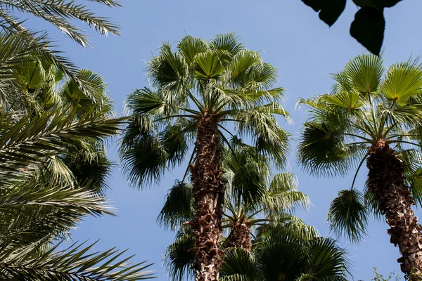 Palm tree in Maroc — Stock Photo, Image