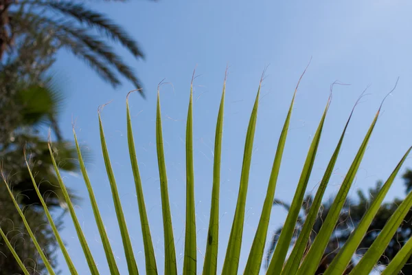 Palm tree in Maroc — Stock Photo, Image
