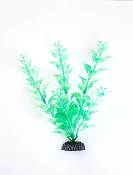 Peixe tigela plantas no fundo branco — Fotografia de Stock