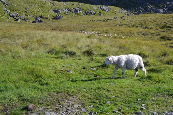 牧草地で羊が — ストック写真