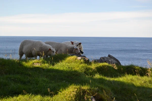 Schapen ontspannen in de buurt van de zee — Stockfoto