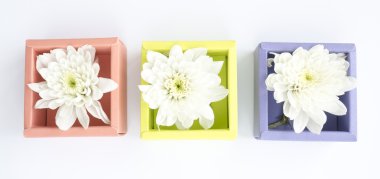 Kutusunda, bir paperbo güzel beyaz çiçek beyaz krizantem