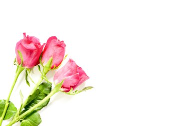 Sevgiliye arka plan kopya alanı, seçileceği yer ile pembe Güllü