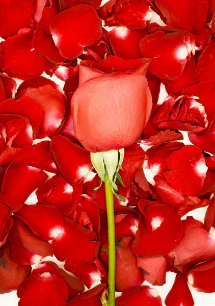 バラの花びらの背景に赤いバラ ストック写真