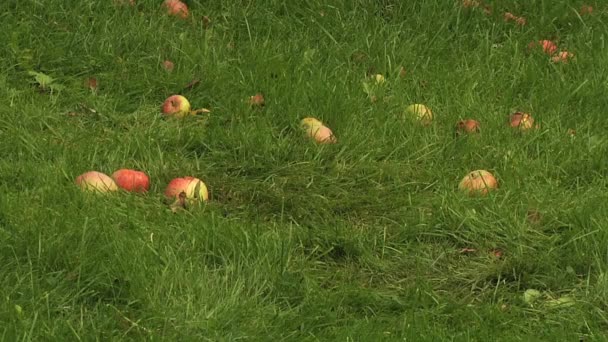 Färgglada äpplen i graas. — Stockvideo