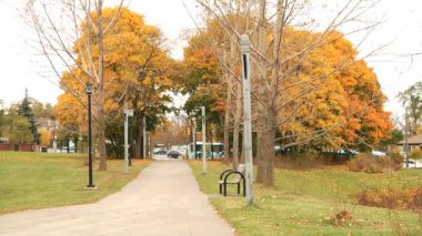 Parkta sarı ağaçlarla peyzaj